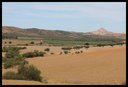 Na severe Tunisu sa veľa pôdy obrába. Tunis je najväčší exportér olív na svete.jpg